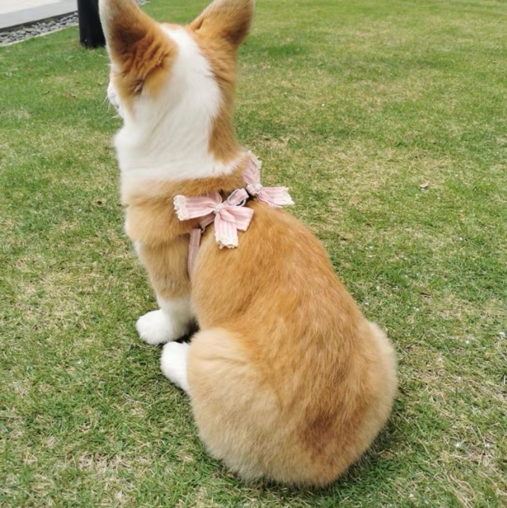 harness and lead for small dog or cat